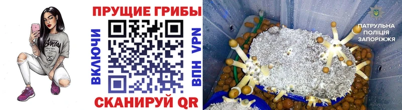 Галлюциногенные грибы Psilocybe  Заозёрный 